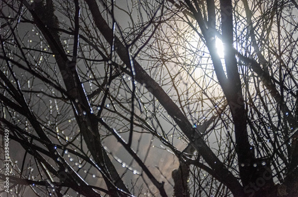 Obraz 夜の樹雫滴る