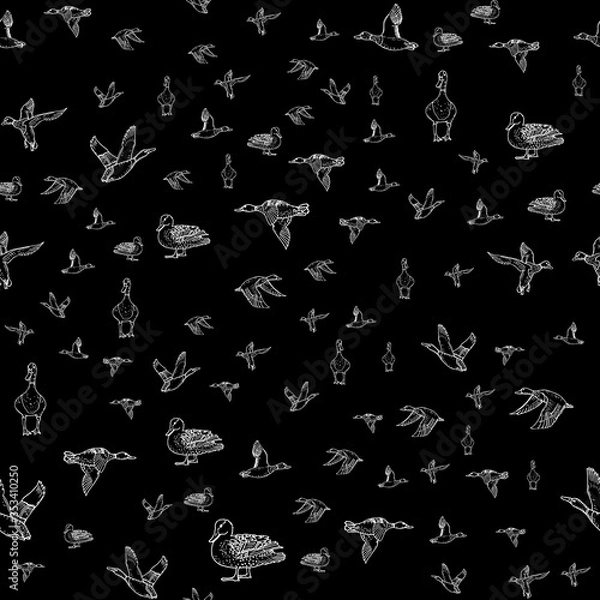 Obraz Mallard duck vector sketch