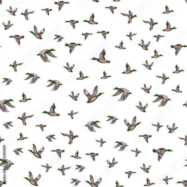 Obraz Mallard duck vector sketch