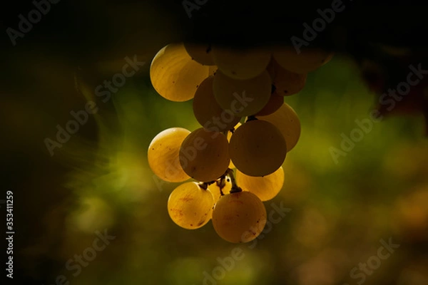 Obraz grapes on the vine