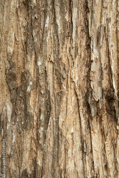 Fototapeta Close up the texture of the tree Beautiful hardwood bark In the rainforest of Thailand there is a vignette background concept.