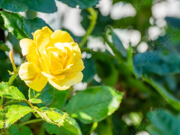 Obraz ベルロマンティカ