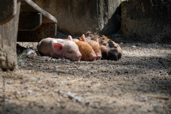 Fototapeta Newly born piglets resting on the ground