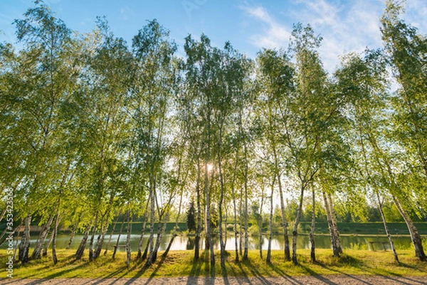 Obraz Młode zielone brzozy 