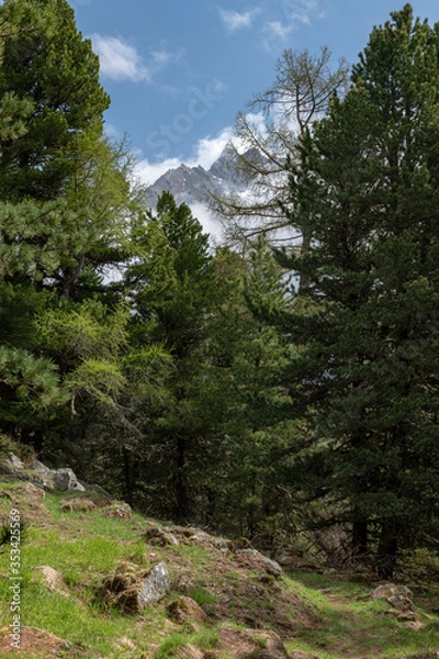 Fototapeta Forest in the Alps in the clouds.