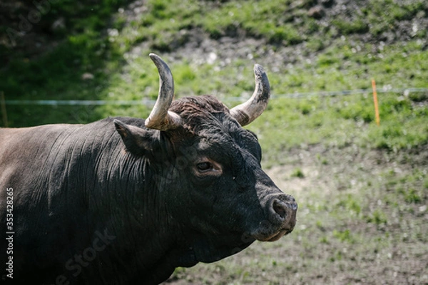Obraz A cow walks in a stable.