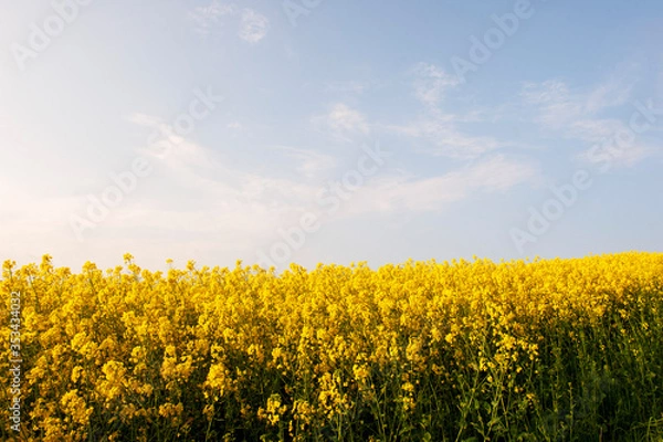 Obraz Rapsfeld an der Küste bei Waabs/Langholz, Eckernförder Bucht, Halbinsel Schwansen, Schleswig-Holstein, Deutschland