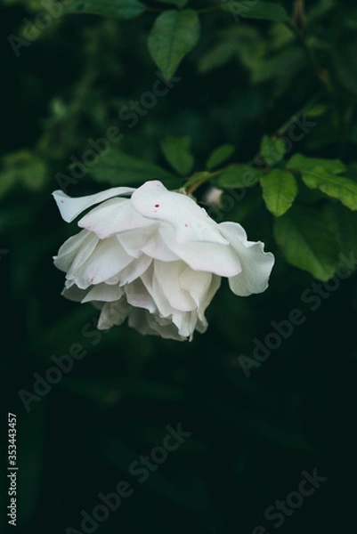 Obraz Delicate garden rose after a summer rain