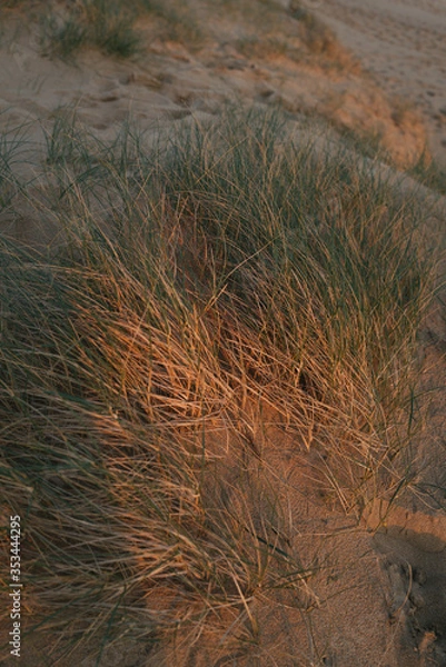 Obraz Close up of beach grass at sunset in Australia