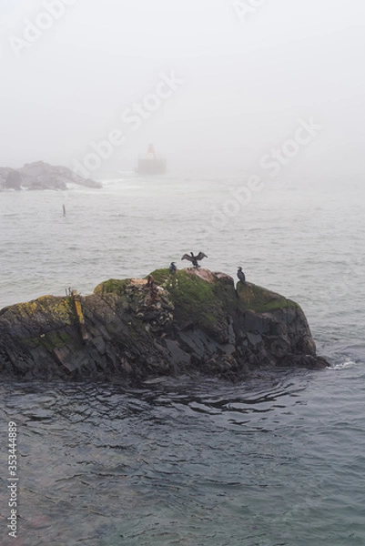 Obraz Bird spreads its wings on a rock in the fog