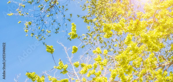 Fototapeta Spring flower background