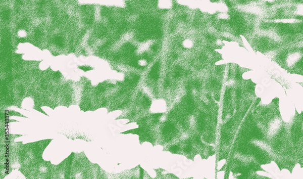 Fototapeta Daisies growing in spring meadow with graphic pen effect applied, green and white, background, wallpaper graphic