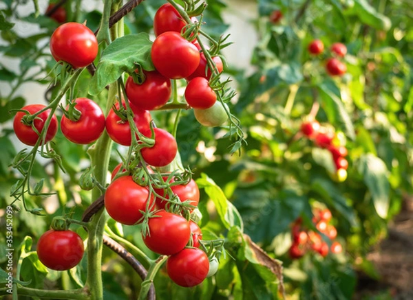 Fototapeta Ripe tomato plant growing in greenhouse. Fresh bunch of red natural tomatoes on a branch in organic vegetable garden. Blurry background and copy space for your advertising text message