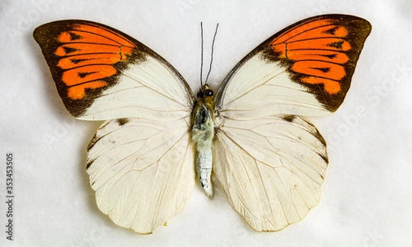 Fototapeta butterfly close up 