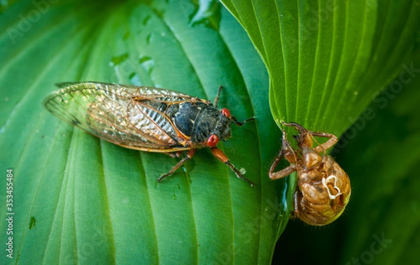 Obraz Cicada with exoskeleton