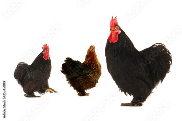 Fototapeta cock and  hen