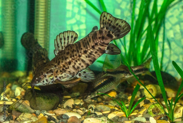 Obraz fish in the pond