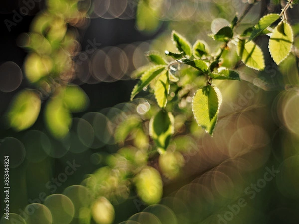 Fototapeta Highlighted small green leaf on blurry abstract background.