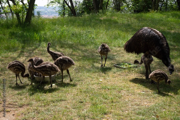 Obraz Ostrich chicks feed in the grass.