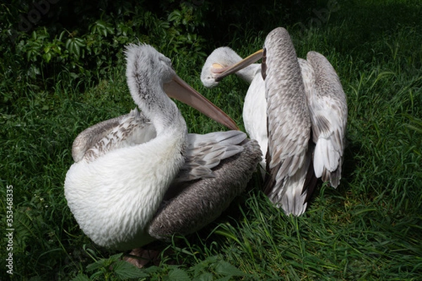 Fototapeta The pelican cleans its feathers in grass.