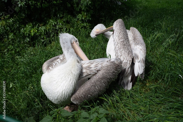 Obraz The pelican cleans its feathers in grass.