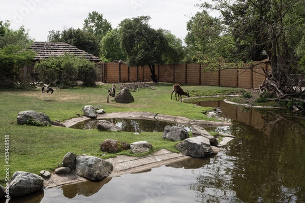 Obraz Animals are drinking water from the watering hole.