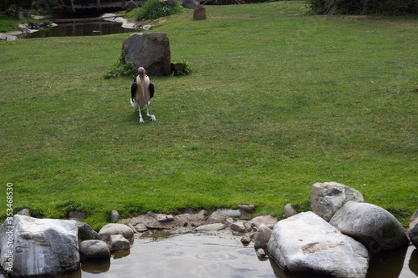 Obraz Bird of prey in the grass.