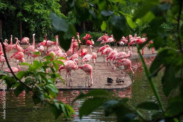 Obraz A flock of flamingos feeds.