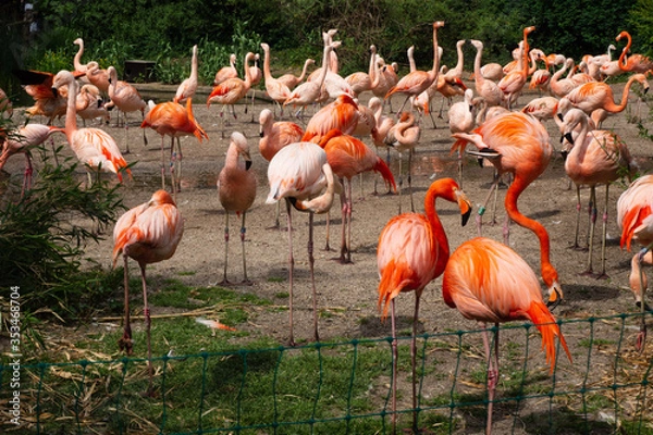 Fototapeta A flock of flamingos feeds.