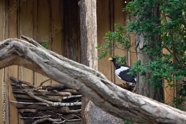 Fototapeta Bird of prey in the grass.