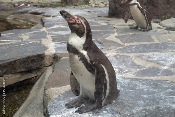 Obraz Humboldt's penguins in the exhibition