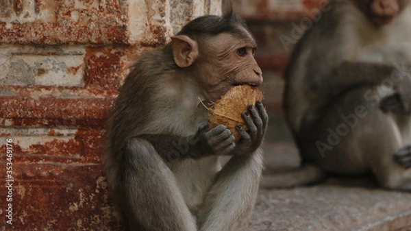 Fototapeta monkey with coconut shell