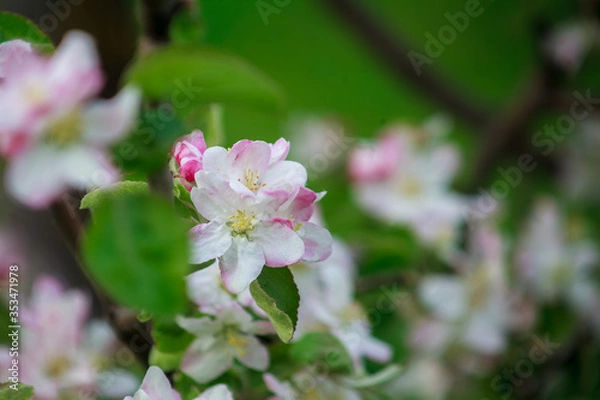 Obraz цветущая яблоня,blooming apple tree,