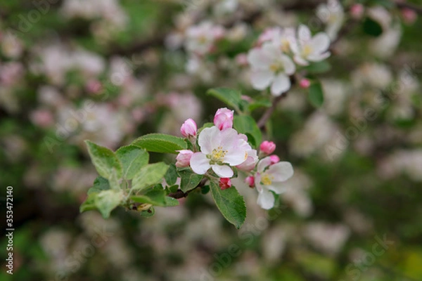 Obraz цветущая яблоня,blooming apple tree,