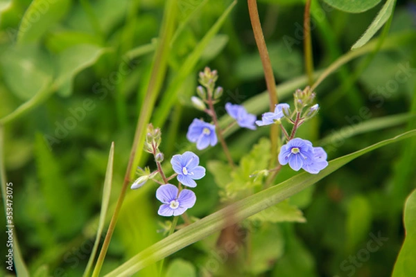 Obraz голубые цветочки,blue flowers,