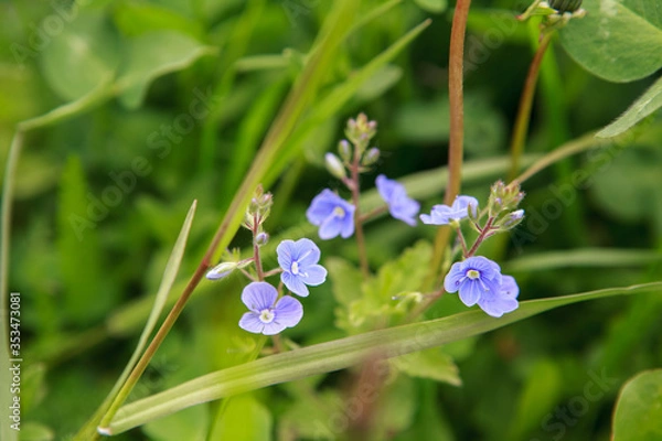 Obraz голубые цветочки,blue flowers,