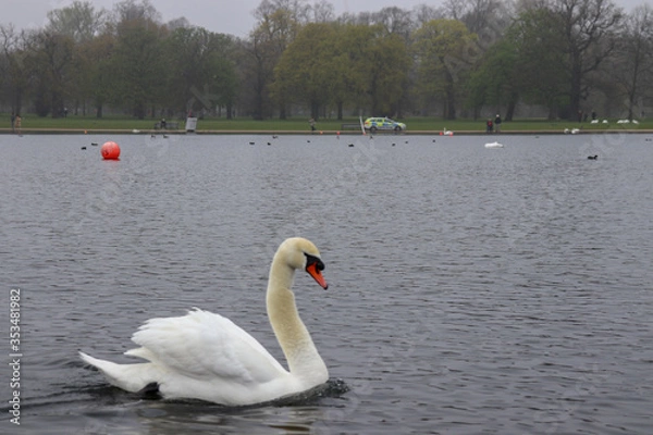 Obraz swan on the lake