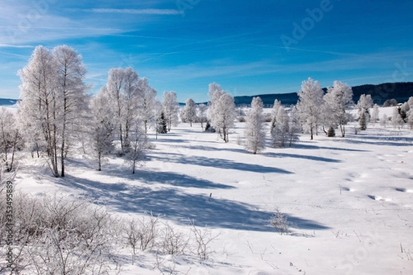 Obraz Winter scenery  with tree coverd in show and blue sky