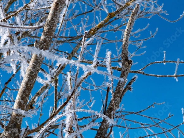 Obraz Winter scenery  with tree coverd in show and blue sky