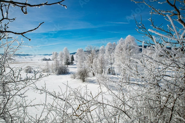 Obraz Winter scenery  with tree coverd in show and blue sky