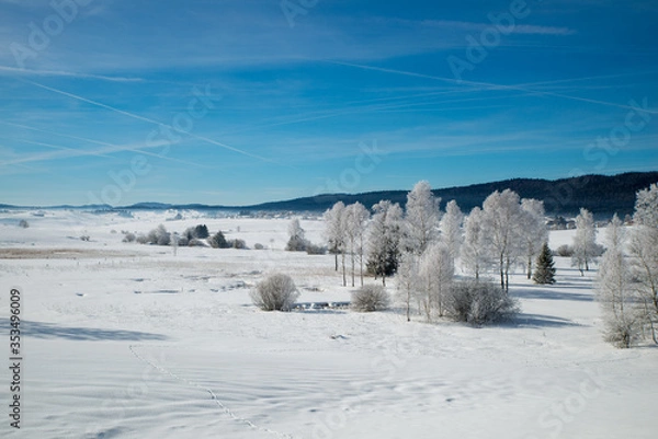 Obraz Winter scenery  with tree coverd in show and blue sky