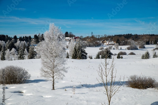 Obraz Winter scenery  with tree coverd in show and blue sky