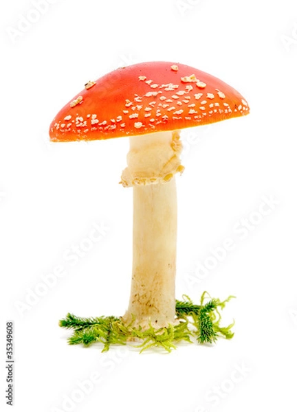 Fototapeta big fly agaric
