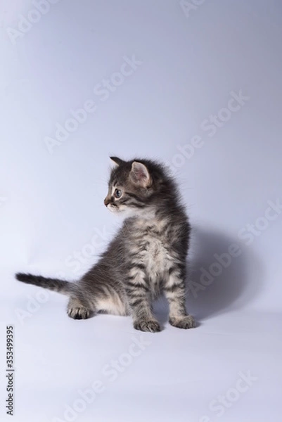 Obraz cat on a white background
