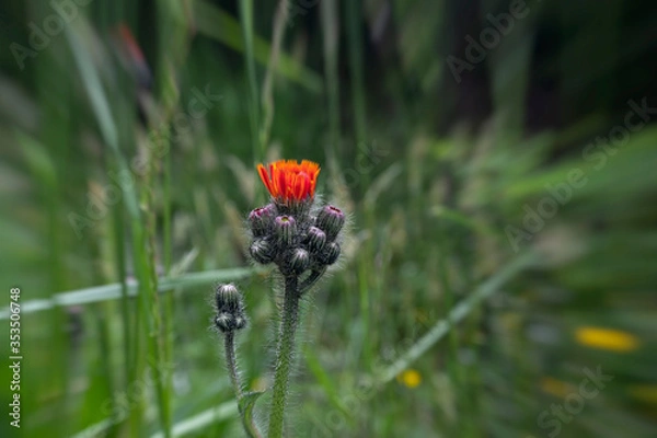 Obraz Red flower in forest