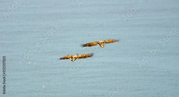 Fototapeta Two sea eagles flying together at Runde bird cliffs in Aalesud, Norway