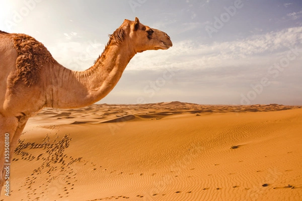 Fototapeta Camel in the desert. Dromedary in the dunes.