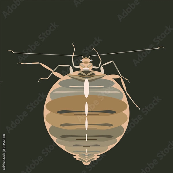 Obraz Bedbug is bloodsucking insect of a dangerous parasite vector illustration.