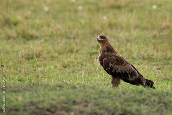 Obraz Beautiful Tawny eagle, Masai Mara