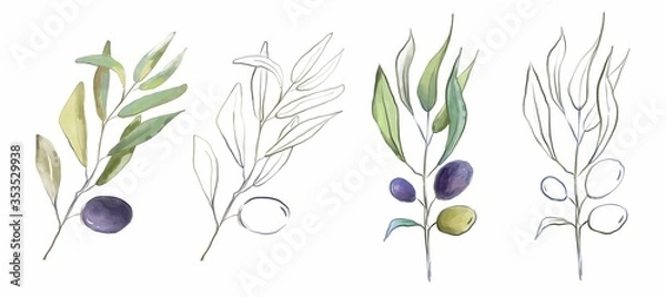Fototapeta Olive leaves and green and black olives on a branch. isolated on a white background. botany.